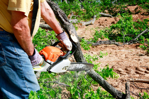 Best Emergency Tree Service  in Lexington, WA